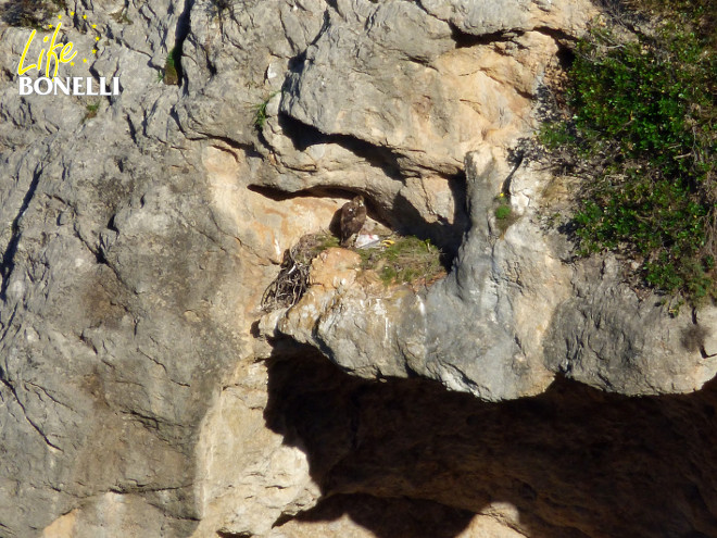 Imagen del nido, con la hembra aportando una gaviota patiamarilla, el pollo está de espaldas, en el fondo, con plumón grisáceo (Foto: Ernesto Álvarez/GREFA).