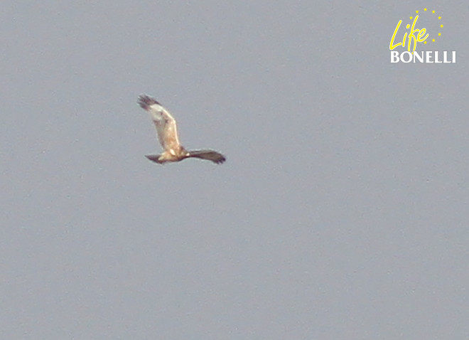 Deìa, águila de bonelli