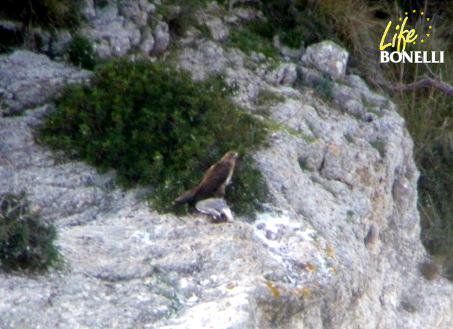 Daimiel comiendo una gaviota patiamarilla aportada en el área de asentamiento para apoyar su reincorporación a la vida silvestre.