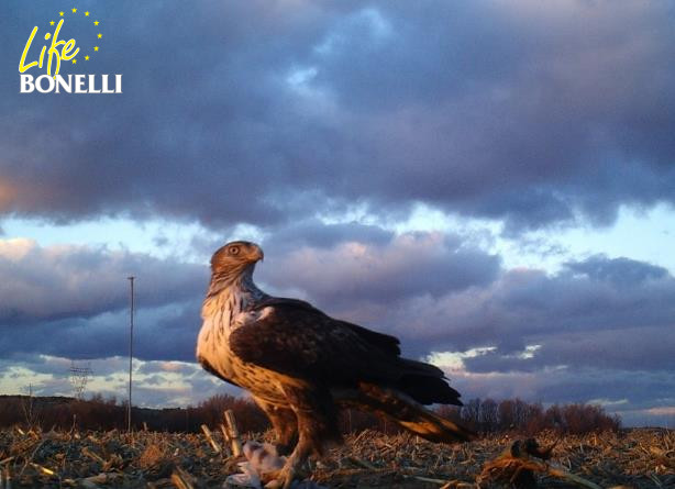 L'un des derniers Aigles de Bonelli de Madrid.