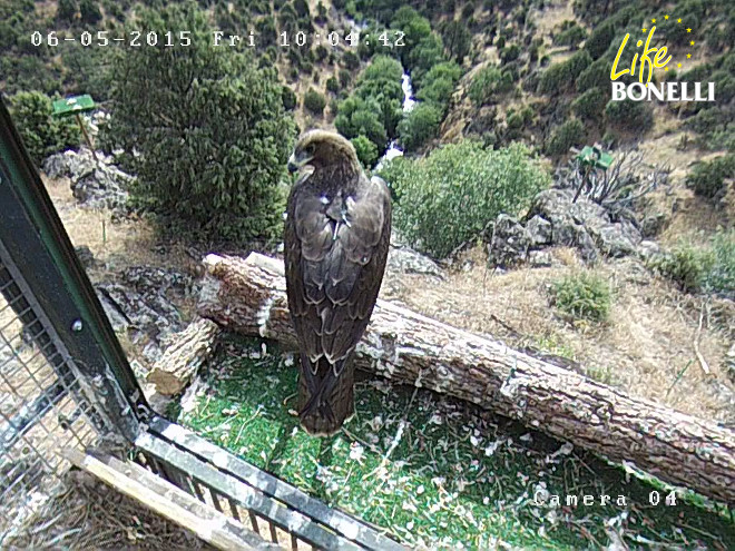 Ilustración 9. Joven águila soleándose en el posadero exterior.