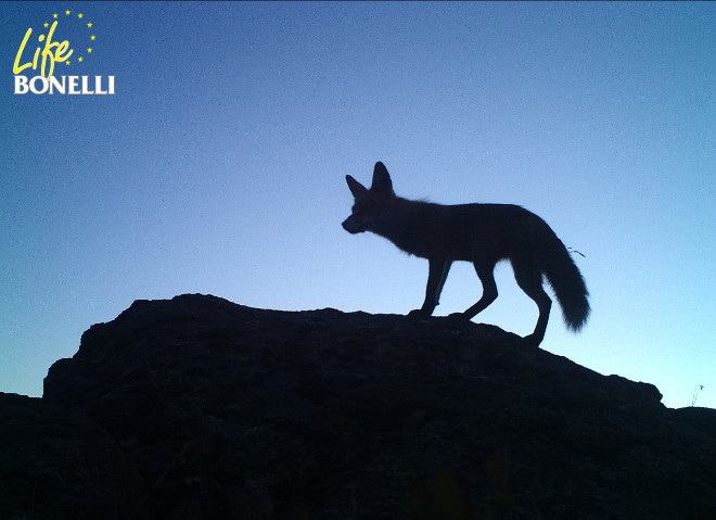 Zorro buscando restos de comida.