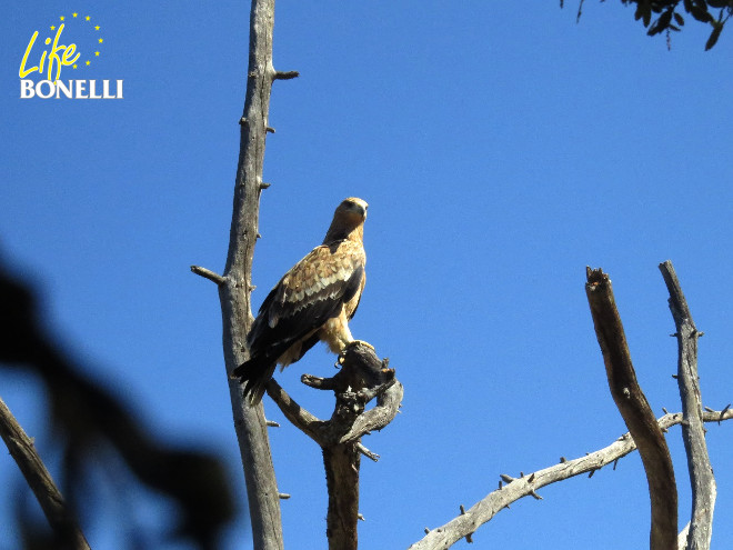 Juvenil de águila imperial que interaccionaba con las águilas liberadas.