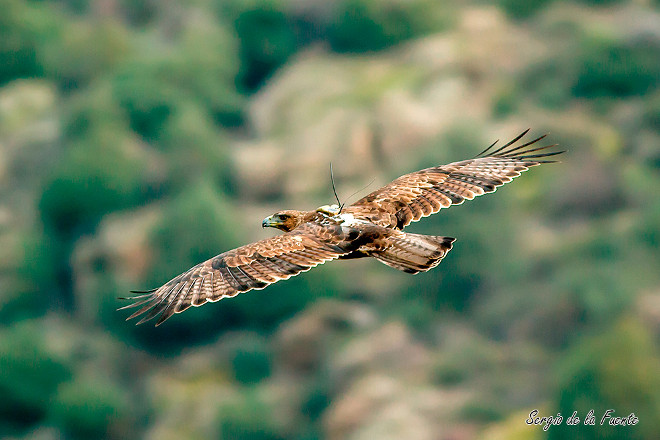 Haza volando por la zona de liberación en 2015.