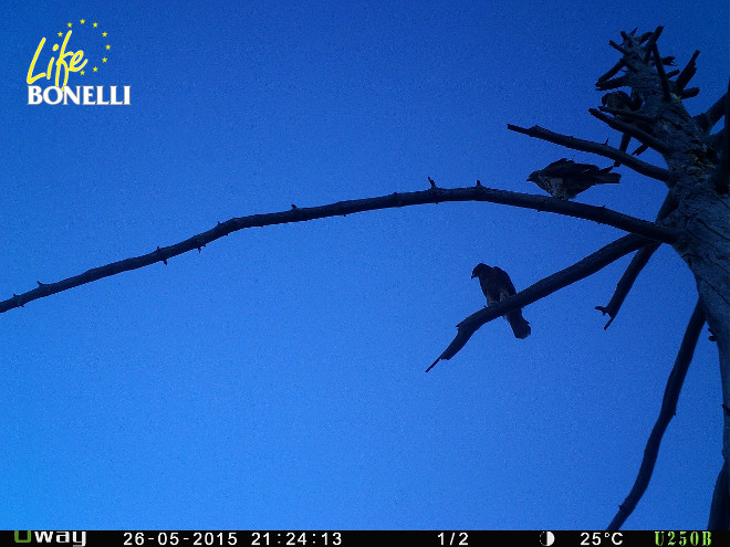 Haza enmedio del árbol,entre dos jovenes águilas liberadas en 2015.