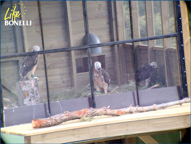Los ejemplares observados desde el hide: se observan los tubos de alimentación, los huecos de los cristales espía y el tocón.