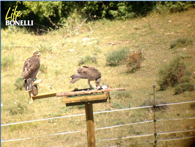 Los ejemplares observados desde el hide.