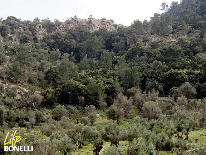 Ubicación de la jaula-hacking en el fondo de valle de Alaró, con un cantil en la parte superior donde se aportó la comida una vez liberadas las águilas.