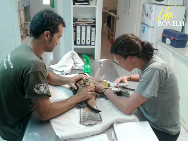 Escorial siendo rehidratado en el hospital de fauna del COFIB.