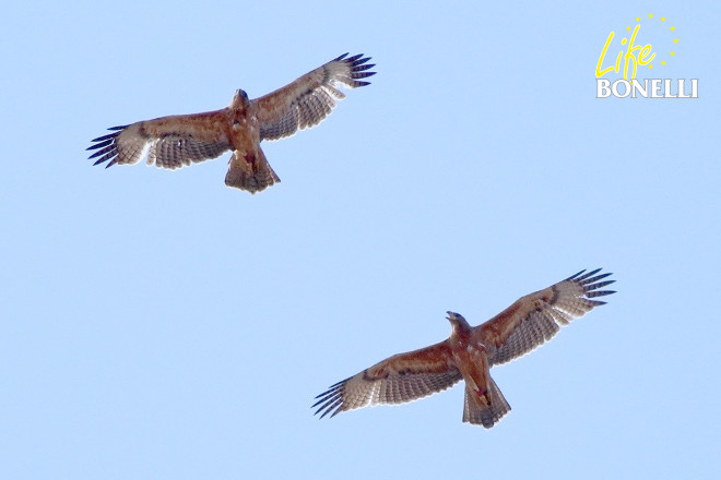 Estero a la izquierda, con el plumaje más estropeado, y Era abajo a la derecha, el 2 de septiembre (Foto: Adolfo Ferrero).