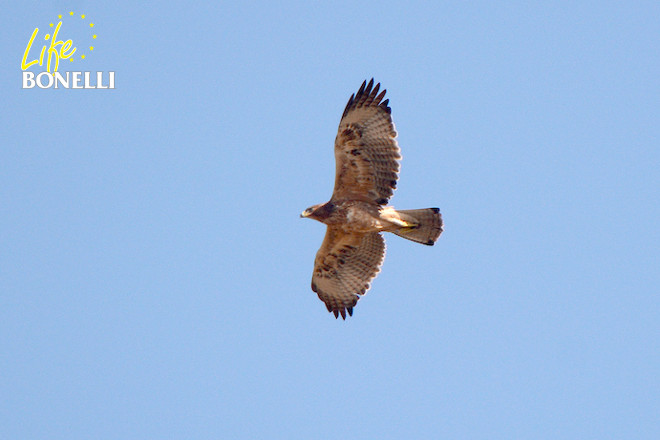 Deià, primer pollo de águila de Bonelli nacido en Mallorca tras la reintroducción, ha cumplido ya su segundo año. Foto del 4 de octubre de 2015 en su área de dispersión (Josep Manchado)