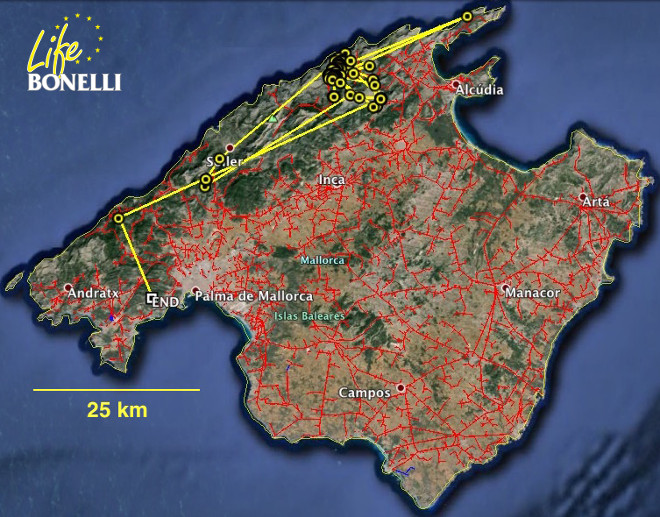 Movimientos de Escorca en el mes de agosto de 2015, con sus primeros vuelos exploratorios pasando la noche lejos de su zona natal.