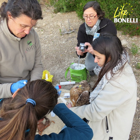 Momento de la toma de muestras a Dante, por parte de Nieves Negre, veterinaria del COFIB, con la colaboración de dos veterinarias voluntarias.