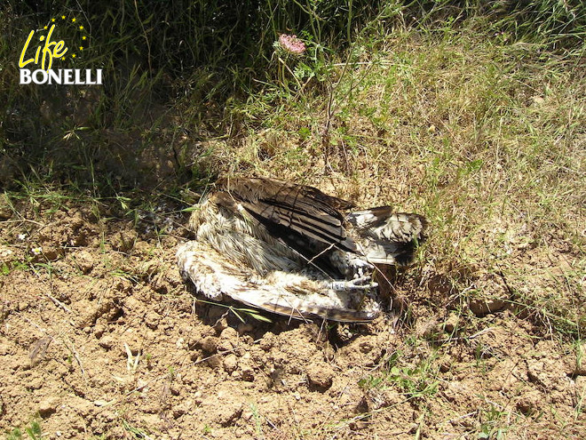 Imagen de Daimiel muerta al pie de un apoyo de derivación muy peligroso en la finca de Son Jordi (Son Servera), en la Costa de los Pinos.