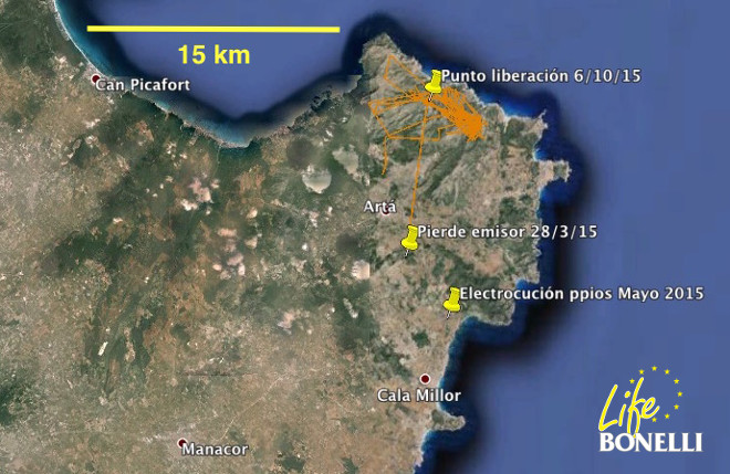 Movimientos de Daimiel desde su liberación en octubre de 2014 hasta su electrocución en mayo de 2015.