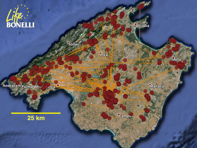 Localización de la zona de dispersión juvenil (en el suroeste de la isla) y de área territorial seleccionada por la pareja para establecerse, a 45 km al noreste.