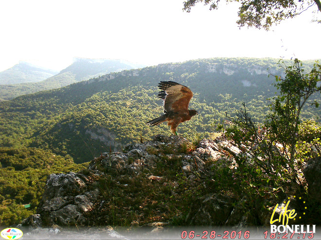 Águila de bonelli