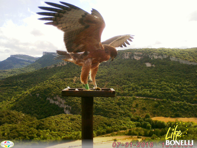 Korres, águila de Bonelli