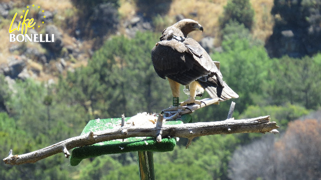 Ilustración 25. Águila de Bonelli alimentándose con seguridad en una plataforma artificial elevada.