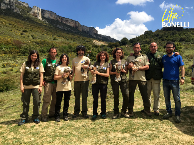 Imagen 4. Primeros ejemplares introducidos el 18/05/2016: Júpiter, Vercors Archiane,.Arrangoiti y Rapacero. Técnicos del Servicio de Biodiversidad del Gobierno de Navarra, Gestión Ambiental de Navarra, Itziar Almárcegui, Guarderío Forestal de Navarra, GREFA y alumnos en prácticas de la UPV/EHU y de la UNAV.