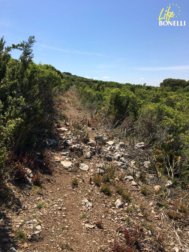 Imagen 11 del lugar en el que se encontraron los restos de Vercors (149).