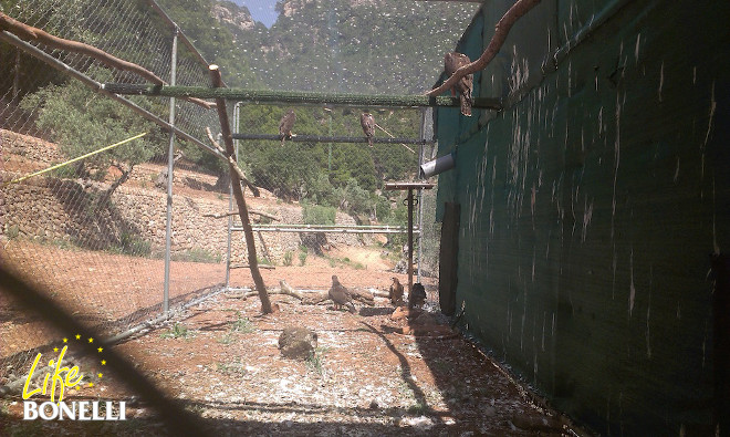 Un águila comiendo en el suelo y dos intentando comer restos o quitarle la comida. Otras dos están posadas en el frontal y una posada en el posadero central observa a las de abajo.