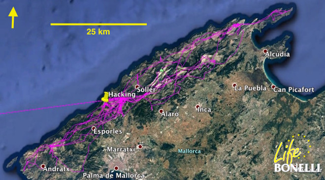 Movimientos de Fresnedilla del 20 de julio hasta el 10 de agosto, se observa que realiza varios viajes exploratorios antes de iniciar la dispersión el 14 de agosto.