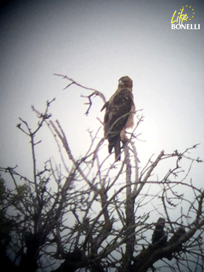 Águila de Bonelli immadura en Cascante.  Solé J. y Tanco X. 31.08.16