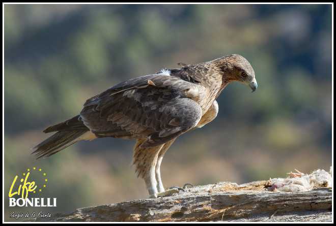 Águila de Bonelli