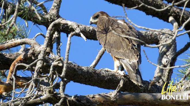 águila de Bonelli