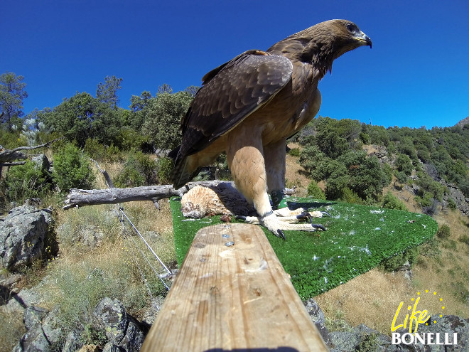 Águila de Bonelli