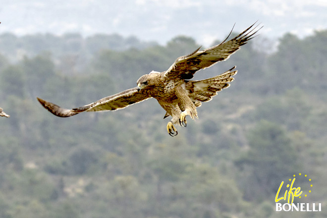 Águila de Bonelli