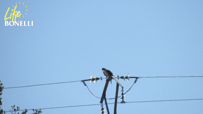 águila de Bonelli