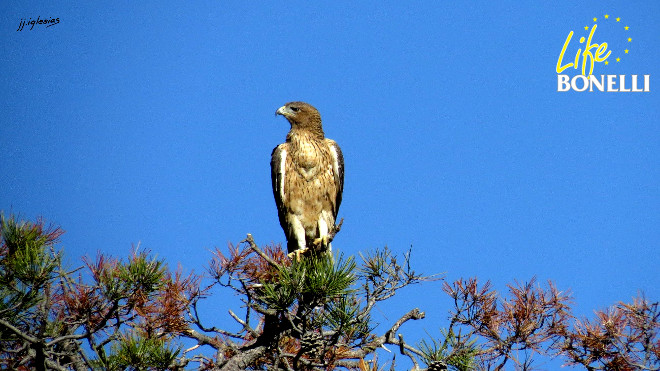 águila de Bonelli