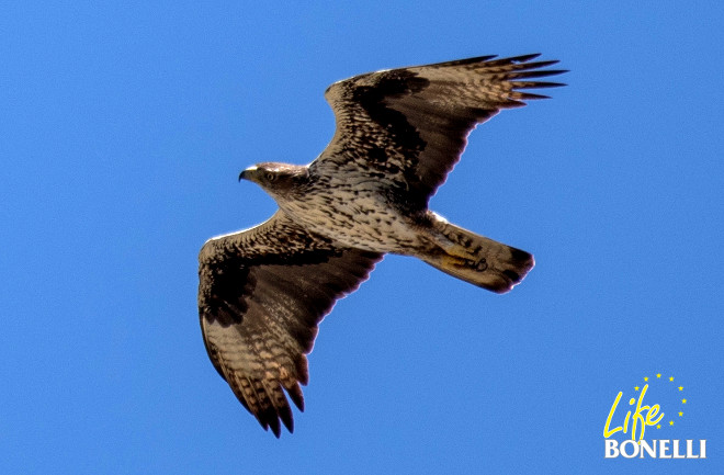 Vent, el macho de la pareja de Mortitx, en julio de 2017, ya no lleva el emisor ni ninguna anilla que lo identifique individualmente (Foto: Jens Stalberg).