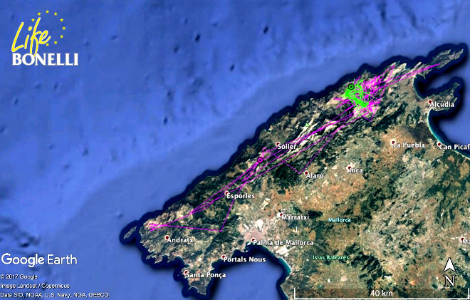 Movimientos de los hermanos Garballó y Ginesta durante el mes de agosto. En fucsia Garballó y en verde Ginesta, mucho más conservadora en sus movimientos este mes.