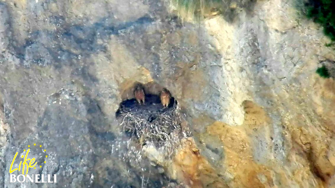 Los dos pollos el 26 de mayo, ambos mostrando actividad y, Ginesta, su buen estado (Foto: Tomeu Morro).