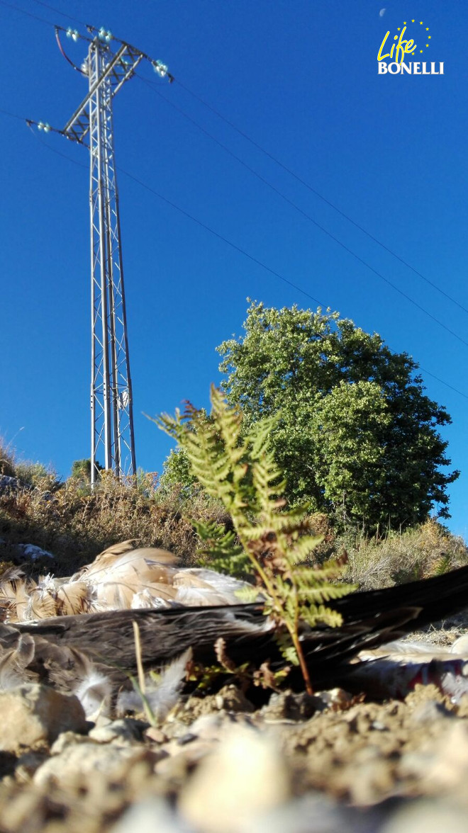 Galatzó muerto bajo el apoyo que le causó la electrocución.