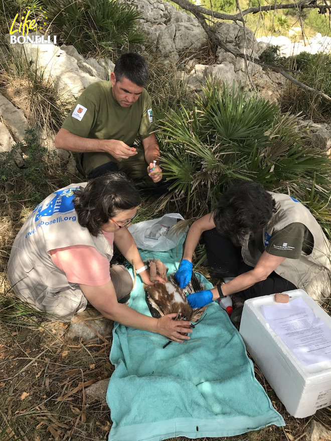 Toma de muestras biológicas por parte del equipo del COFIB e IBANAT (Foto: Ernesto Álvarez).