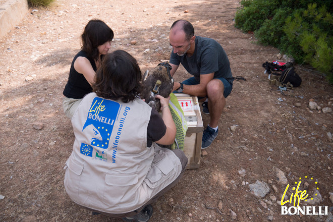 Momento del marcaje de Gorg por parte de voluntarios del GOB-Mallorca (Foto: Tomeu Morro).