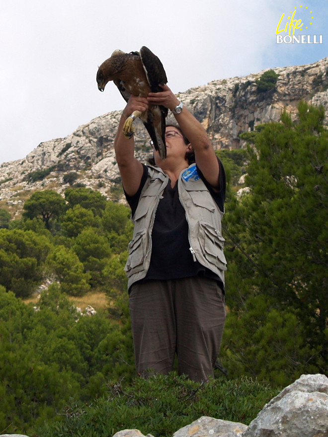 Momento de la suelta de “Gorg” tras su marcaje (Foto: Tomeu Morro).