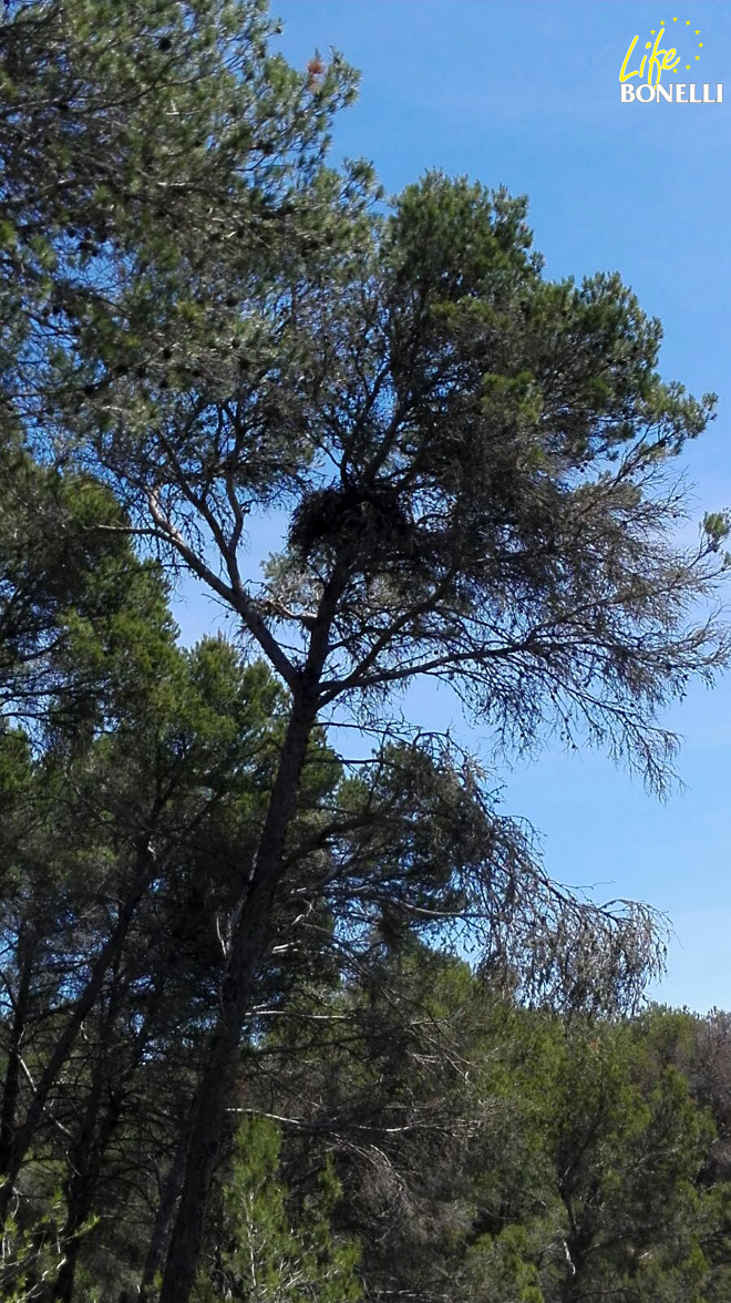 Nuevo nido de Dodiel y Cullera en la misma zona donde crió el año pasado