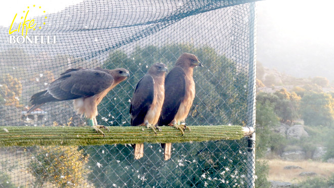 Ilustración 16. Tres de las águilas observan el portón abierto
