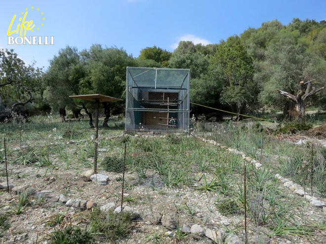 La jaula instalada en un finca privada de Campanet, cuenta con un pequeño cercado frontal.