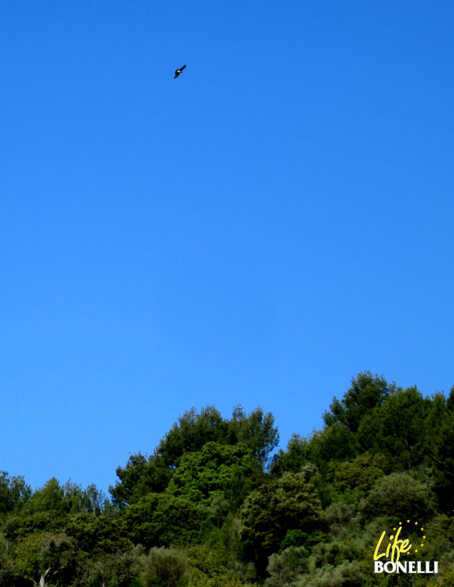 Primer vuelo de Thorens tras ser liberado el 12 de abril, tomando altura sobre el pinar.