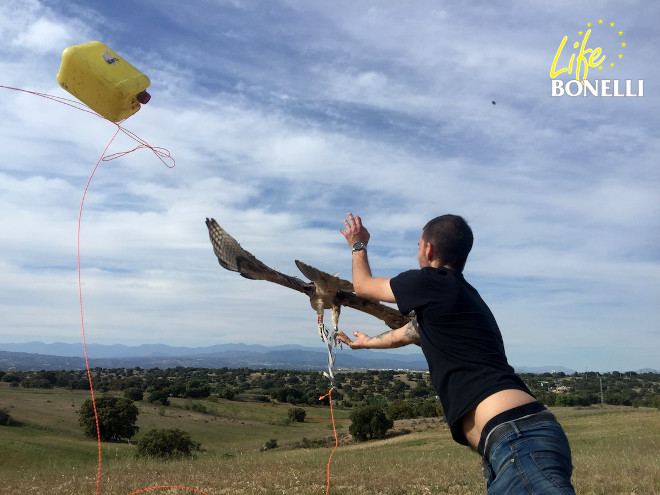 Momento de la musculación de Gandía por parte de GREFA antes de su envío a Mallorca.