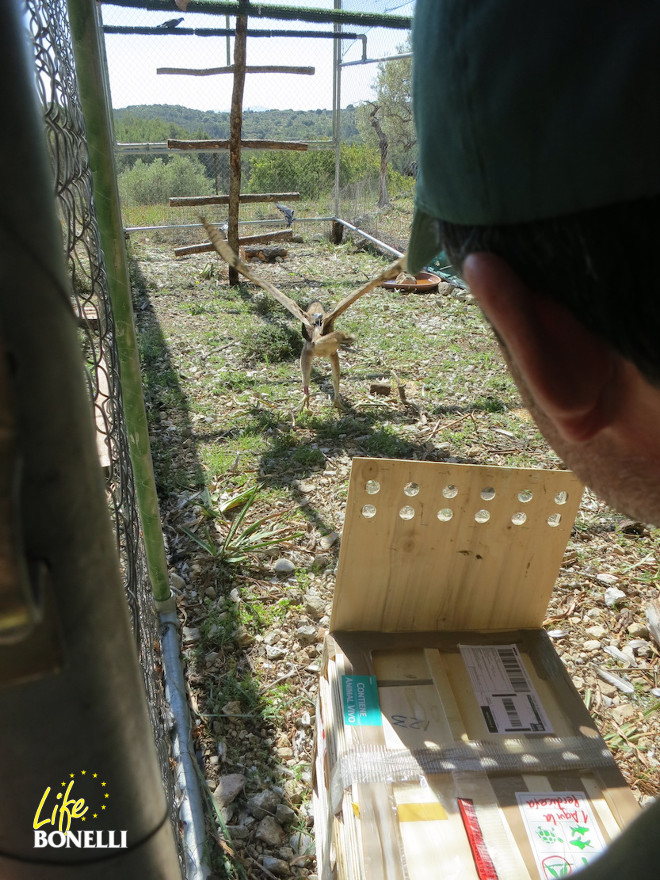 Momento de la colocación de Gandía en la instalación de aclimatación en la Sierra de Tramuntana de Mallorca.