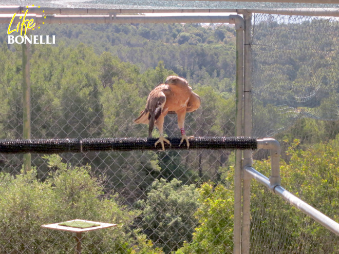 Gandía a su llegada a Mallorca, dentro de la instalación de aclimatación. Se observa que le cuelga un poco el ala derecha, secuela de la electrocución que sufrió pero que no ha impedido su readaptación al medio natural.