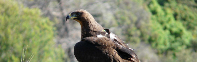 Seguimiento de parejas reproductoras de aguila de bonelli